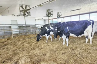 مدیریت گاو خشک و دوره انتقال (Transition)